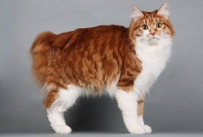 Фото курильского бобтейла и стандарты породы маленькой рыси