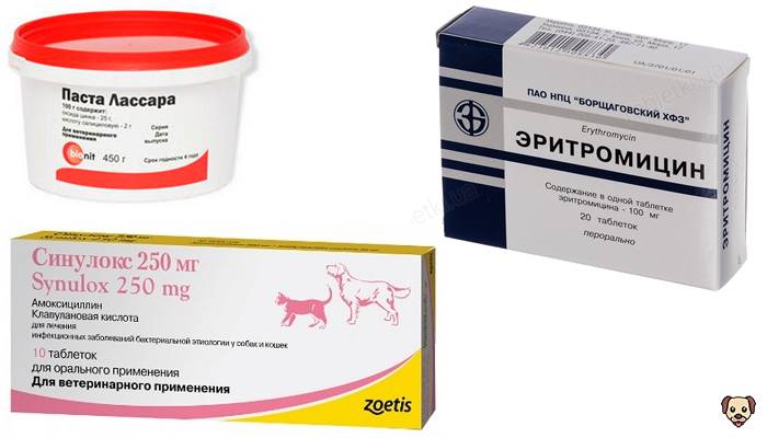 Дерматит у собак: причины, симптомы, лечение и профилактика