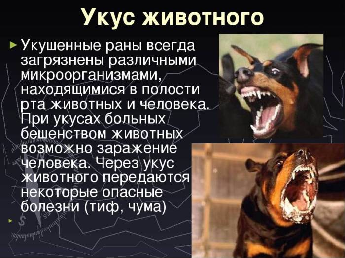 Что делать, если собаку или щенка ужалила пчела: симптомы и первая помощь
