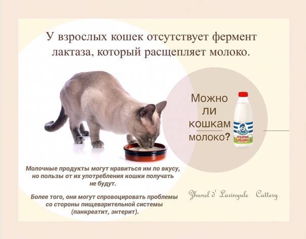 Почему коты боятся воды