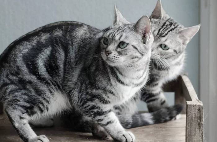 Американская короткошерстная кошка — дружелюбная охотница