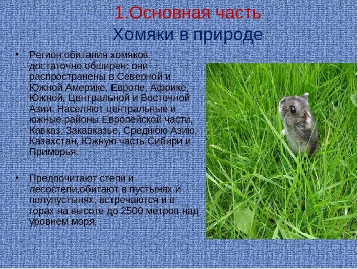 Где обитает хомяк в дикой природе - где водятся хомяки?