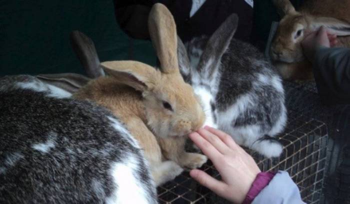 Как играть с домашним кроликом