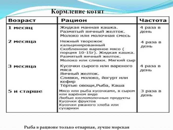 Правила прикорма котят, особенности рациона, оптимальный возраст | блог ветклиники "беланта"