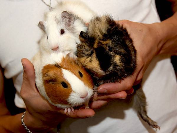 Домашний питомец для ребенка – кого выбрать?