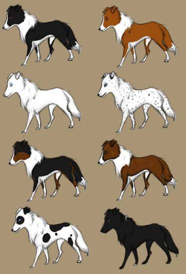 Бордер-колли поумнее некоторых!