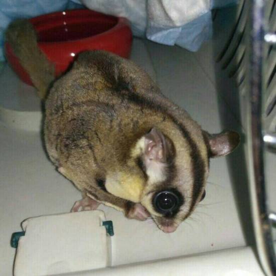 Сахарный диабет 1 типа