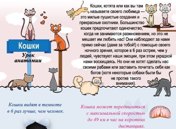 Как кошки проявляют любовь к хозяину