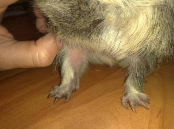 Причины и способы лечения поноса у морской свинки