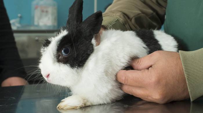 Диарея у кролика | кролик дома