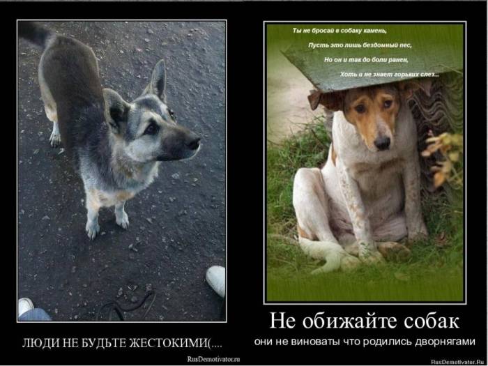 Собака ест землю – причины и как отучить