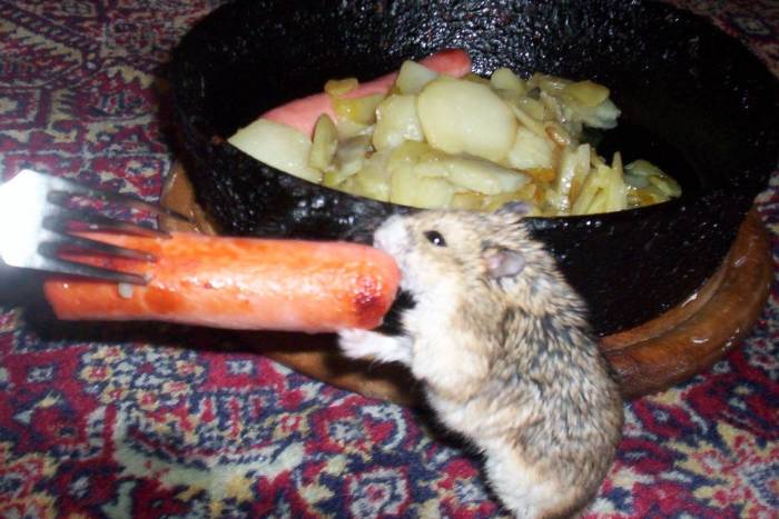 ᐉ можно ли хомякам мясо и рыбу (курицу, сало, сосиски) - zoopalitra-spb.ru