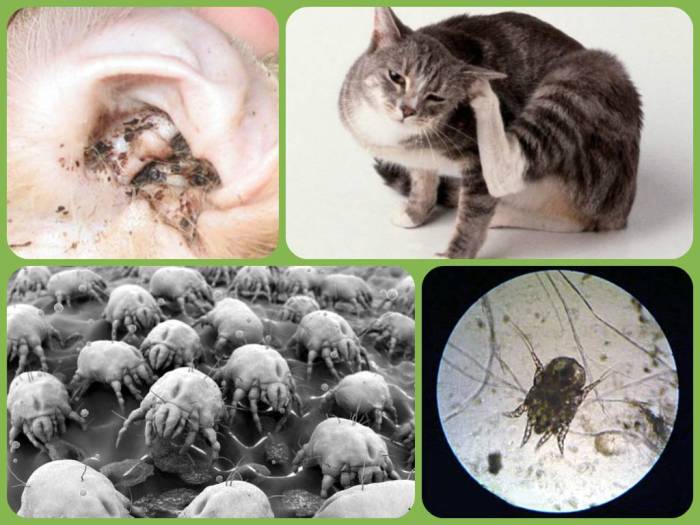 Чесотка у животных