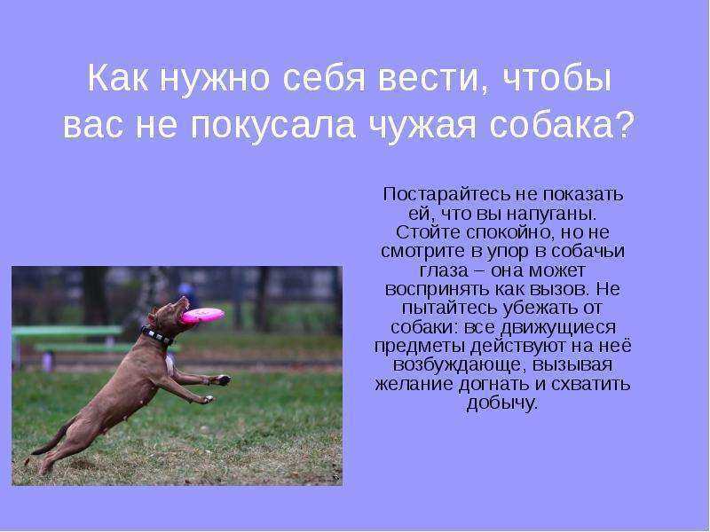 Куда обращаться и что делать, если покусала собака?