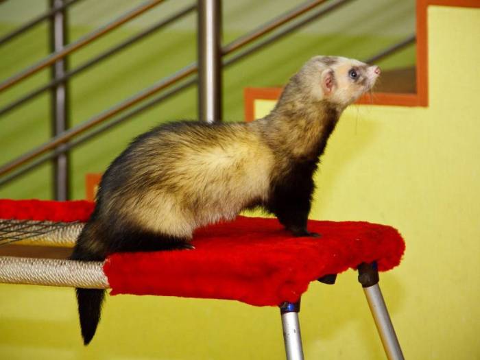 ᐉ как ухаживать за хорьком: воспитание, содержание - zooon.ru