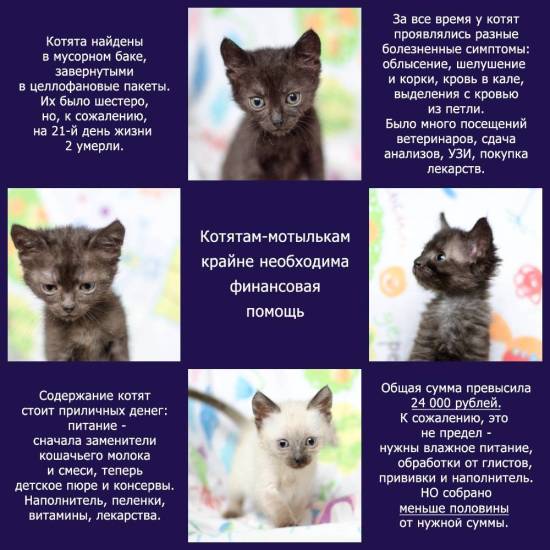 Как выбрать здорового котенка: советы
как выбрать здорового котенка: советы