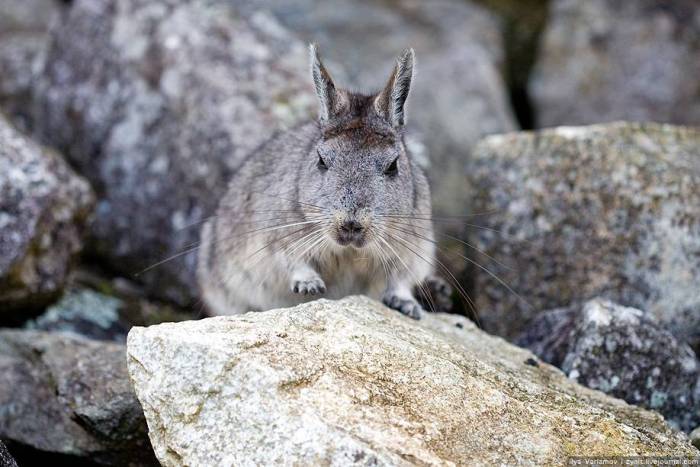 Всё о шиншиллах: как выглядят, где обитают, чем питаются в дикой природе, стоит ли заводить в домашних условиях