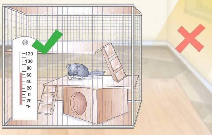 Как обустроить клетку для шиншиллы: как выбрать клетку, обустраиваем клетку правильно