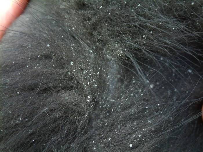 Причины, почему у собаки появляется перхоть, и лечение