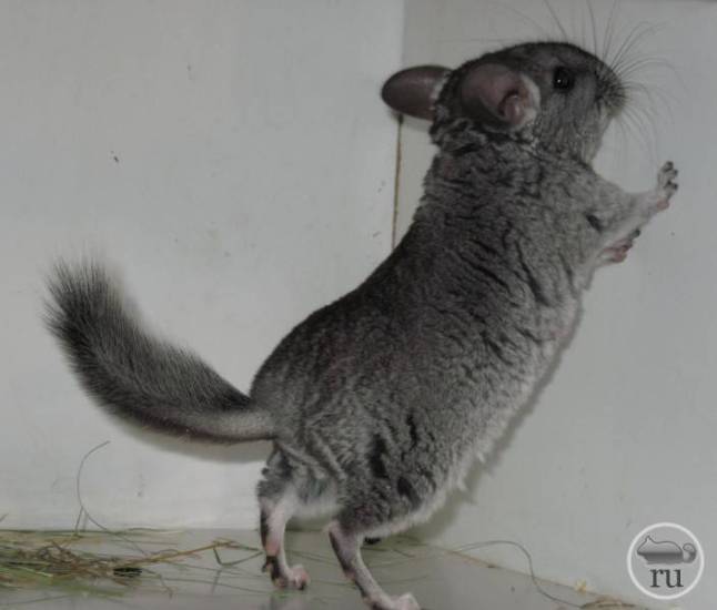 Эпизодические судороги у грудничков: проявление, диагностика, терапия, профилактика