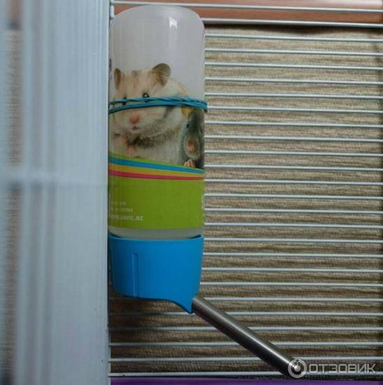 Поилка для хомяка своими руками: как сделать, как установить?