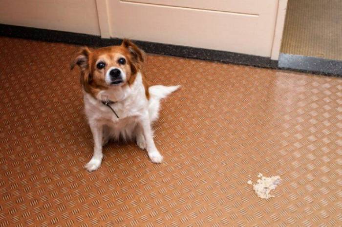 Рвота с кровью у собак и щенков: причины, неотложная помощь и лечение