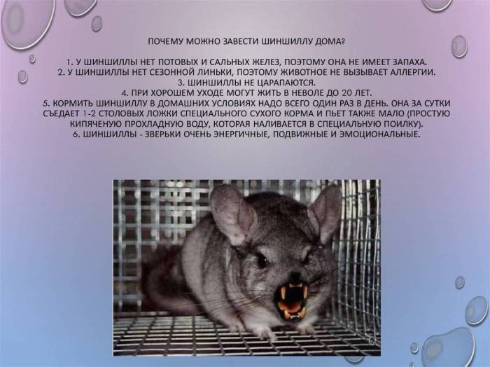 Шиншилла в домашних условиях: плюсы и минусы содержания, уход за животным в квартире, стоит ли заводить