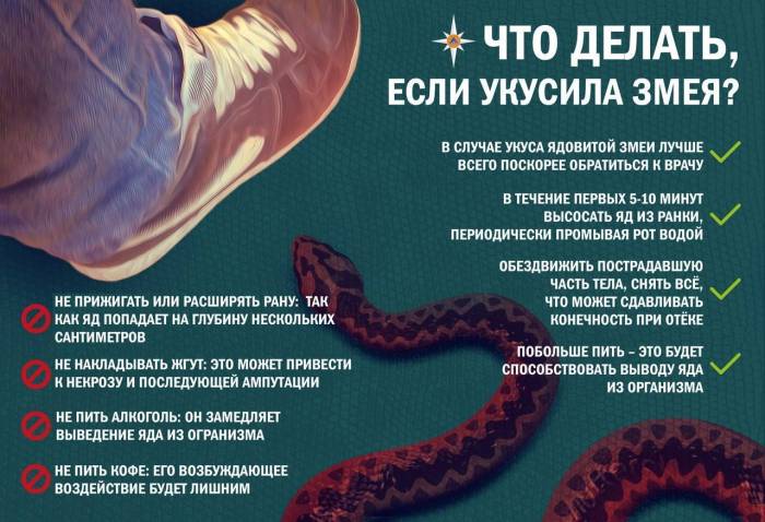 Гадюка укусила собаку: признаки, что делать