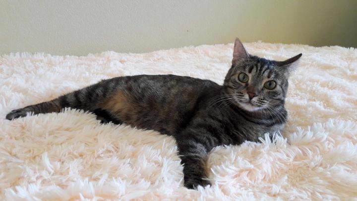 Полугодовалые кошки уже могут участвовать в спаривании без негативных последствий для себя и детенышей