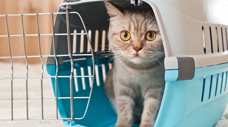 Присутствие переноски позволит кошке почувствовать себя защищенной в новой обстановке