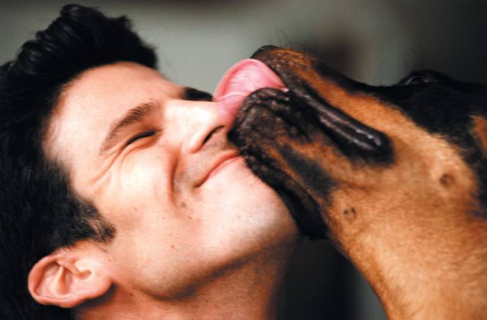 Причины, почему собака лижет человека