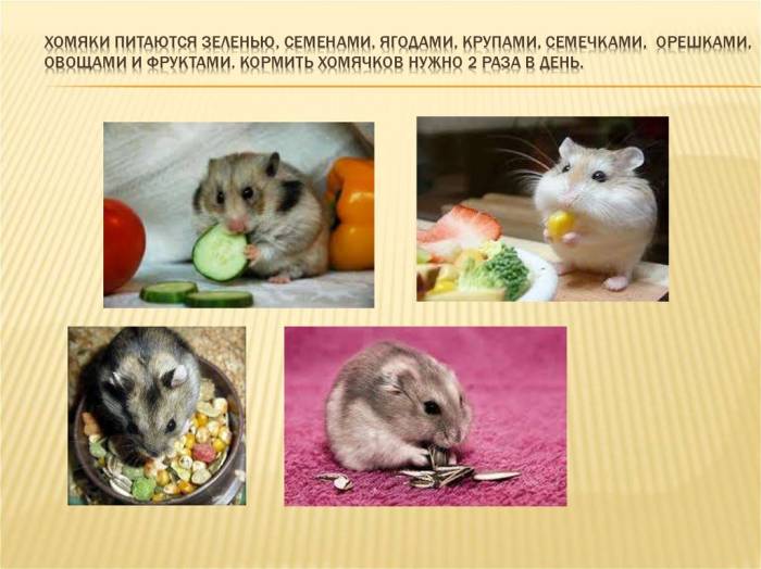 Чем можно кормить хомяка, а чем нельзя?