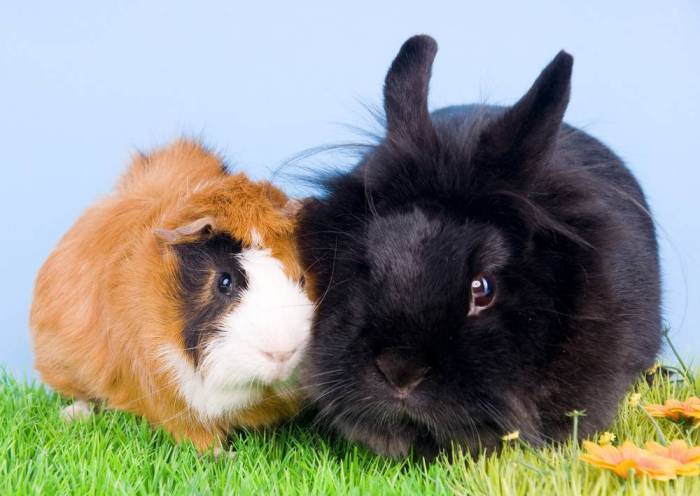 Кто лучше декоративный кролик или морская свинка: кого выбрать для ребенка?