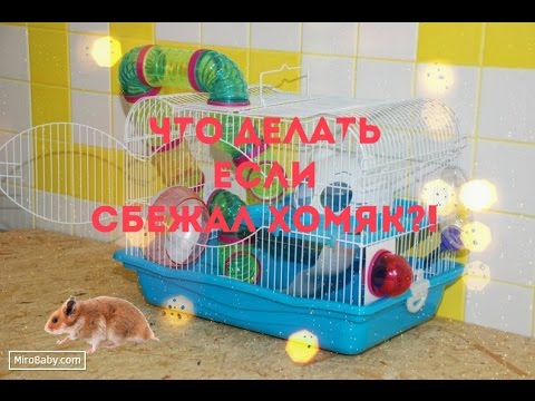Как найти и поймать сбежавшего хомяка в квартире