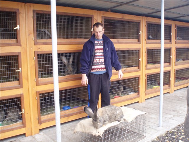 Сарай для кроликов: правила содержания кроликов, инструкция по постройке, фото