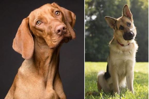 Почему собаки наклоняют голову, когда мы с ними разговариваем