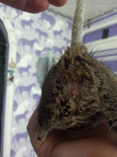 Сердечная недостаточность: симптомы, лечение. хсн, осн. одышка, отеки