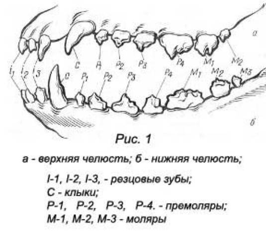 Зубы собаки: формула, схема, строение челюсти
