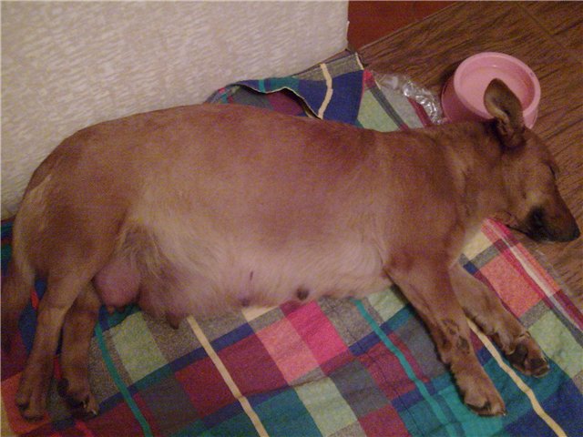 Мастит у собаки: лечение в домашних условиях, признаки и причины мастита у суки