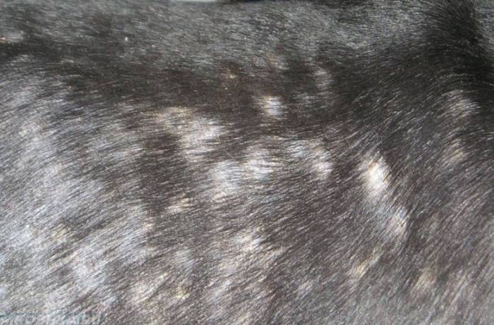 Что делать, если у собаки лишай: как определить, чем и как лечить в домашних условиях