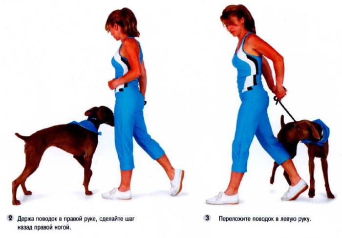 Команды для собак: список, обучение в домашних условиях