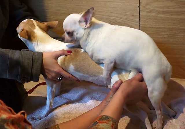 На какой день течки нужно вязать собаку: подготовка к вязке.