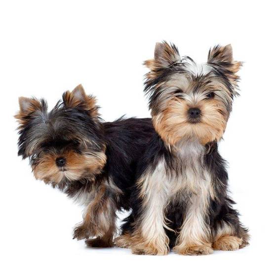 Йоркширский терьер - характер, особенности содержания взрослых собак и щенков