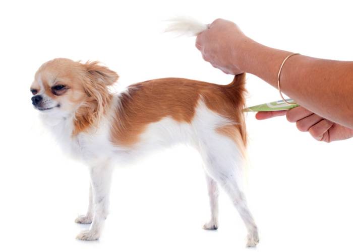 Что такое ректальная температура?