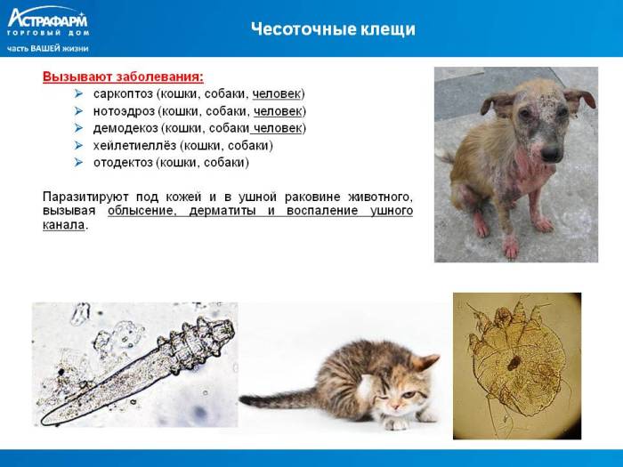 Подкожные клещи у кошек, заражение, диагностика и лечение