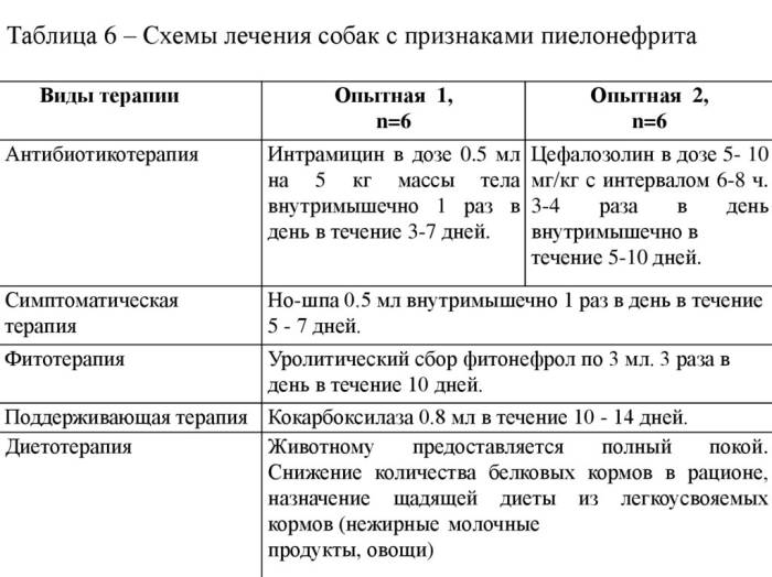 Демодекоз (чесоточный клещ) у кошек: симптомы, лечение чесотки, фото