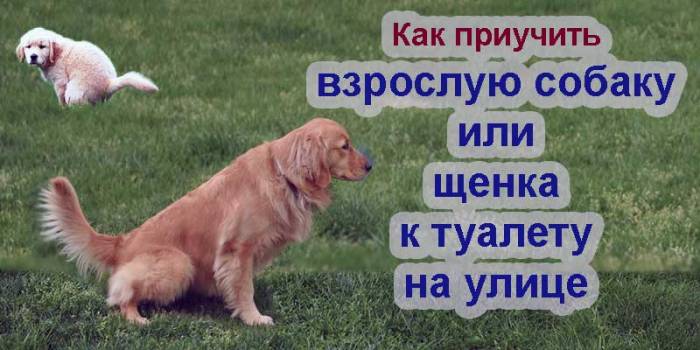Как быстро отучить собаку гадить и писать дома