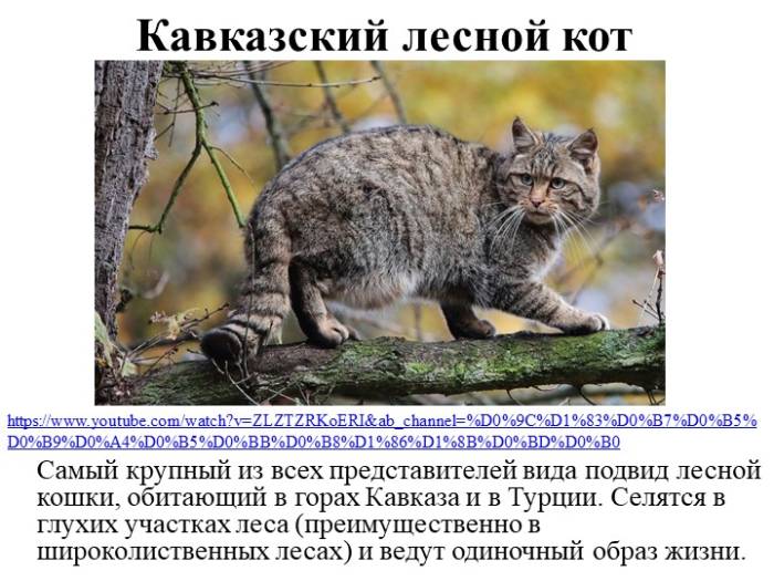 О содержании дальневосточного леопардового кота в домашних условиях