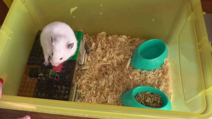 Сирийские хомяки: размножение в домашних условиях