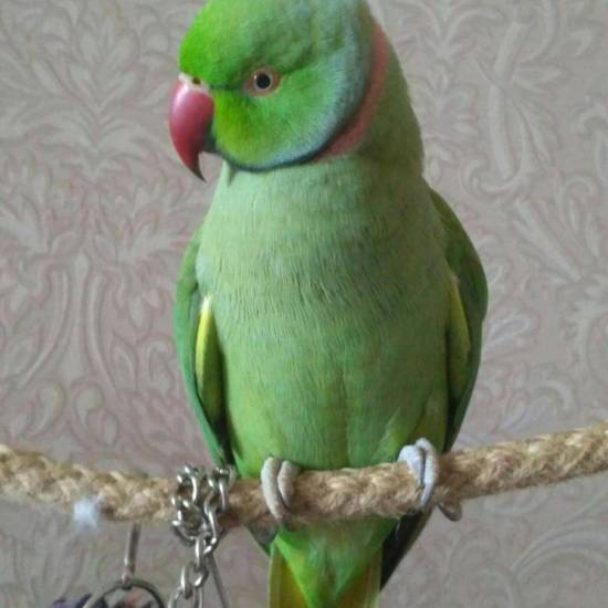 Ожереловый попугай – интеллектуальный питомец
